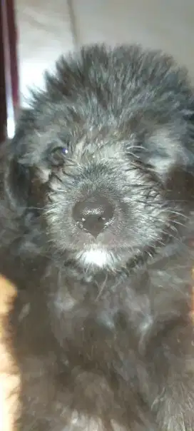 Wicklow terrier