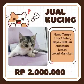 Kitten Munchkin BSH