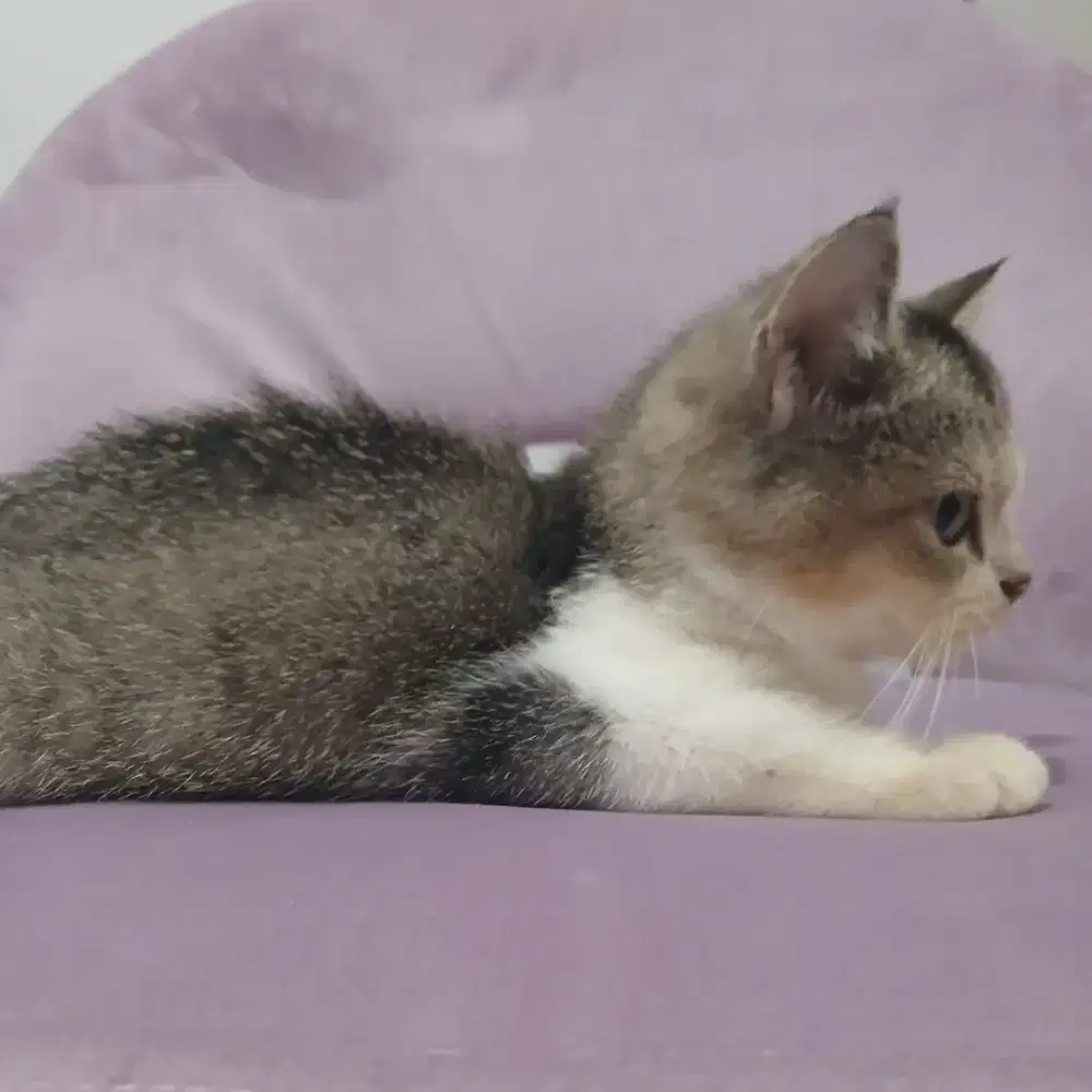 Kitten Munchkin BSH