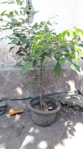 Bahan bonsai pohon kemuning bunga wangi