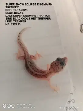 Leopard gecko baby.an bibit calon cakep