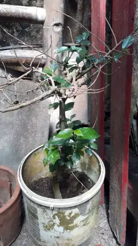 Bahan bonsai pohon serut