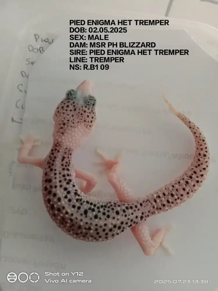 pied enigma het tremper male