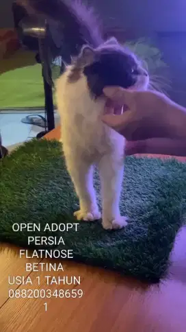 Persia flatnose