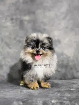 Super Minipom Blue merle