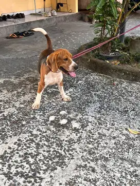 Beagle jantan goodquality