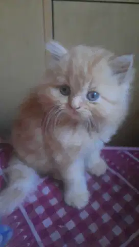 Dijual kucing persia
