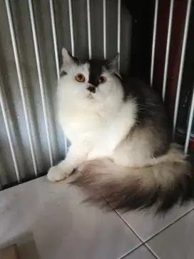 Kucing midol jantan 7,5 bulan
