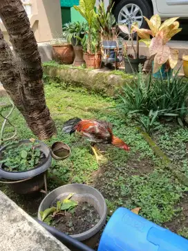 Jual ayam bangkok