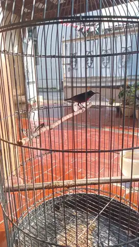 Konin Gacor rumahan fullset kandang besi