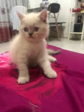 Adopsi Kitten Himalaya