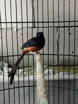 Burung murai medan