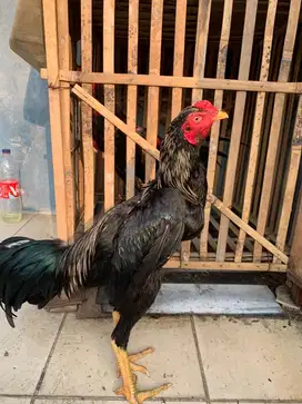 Ayam bangkok x pakoy