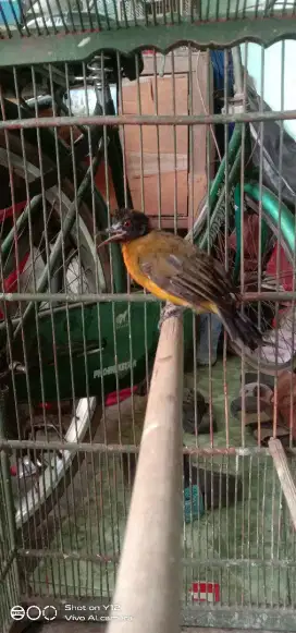 jual burung kutilang mas mata merah jantan udh makan purtotal
