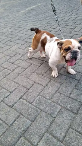 English bulldog 4thn stb lkgp