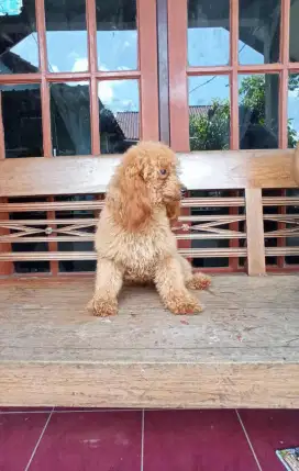 toy poodle dewasa