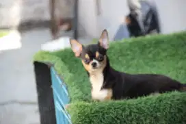 Chiwawa jantan 7 bulan
