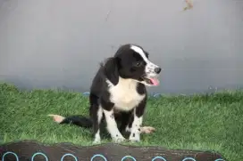 Border collie mix betina 3bln