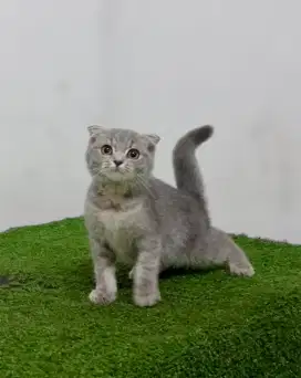 Scottish Fold kitten