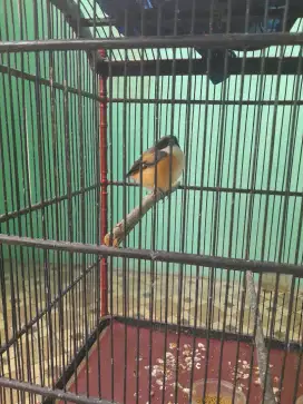 Trotolan pented