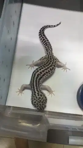 Leopard Gecko Kadal Pakistan
