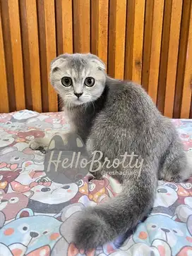 Scottish fold ay25
