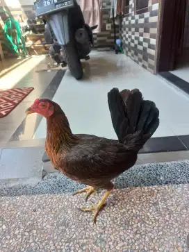 Ayam philipin betina dan ayam kapas shilky