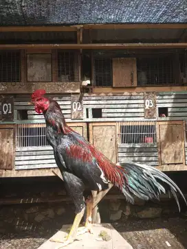 Ayam koytrad muda