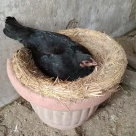 Ayam Kampung Dewasa