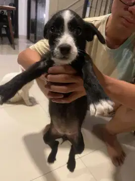 French Bulldog x Poodle