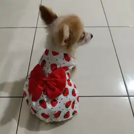 Anjing Corgi Betina