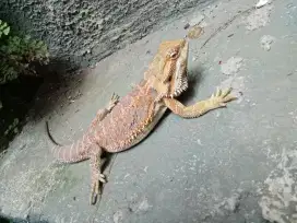 Bearded dragon adult