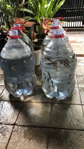 Bibit ikan lele Sangkuriang
