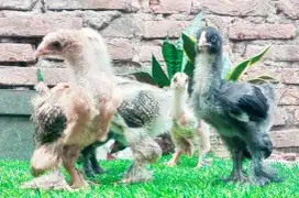 Ayam Brahma  Anakan