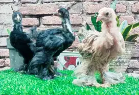 AYAM BRAHMA ANAKAN