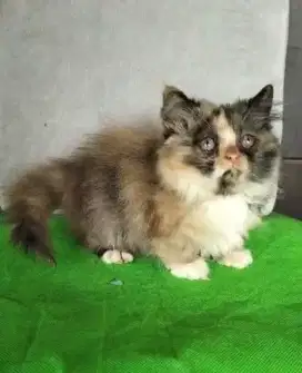 Persia Munchkin Betina