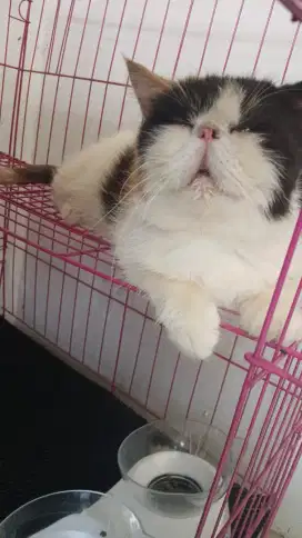 Kucing Peaknose betina