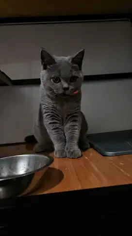 British shorthair