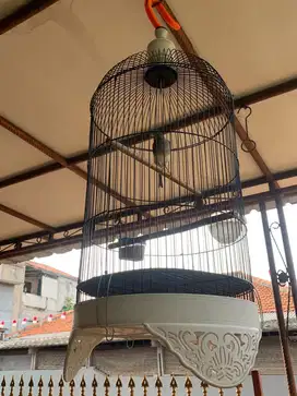 Kenari Gacor Fullset