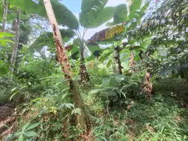 Dijual: Tanah Subur dan Potensial Seluas 1250 m² di Lingkungan Asri