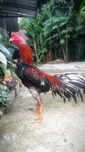 Ayam jago Bangkok klasik ori