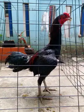 Ayam bangkok mangon umur 6 bln
