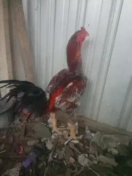 Ayam jago bangkok - mangon