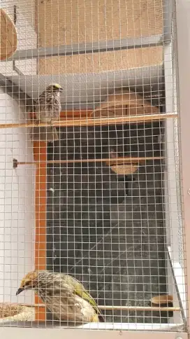 Sepasang burung cucakr0w0 produksian