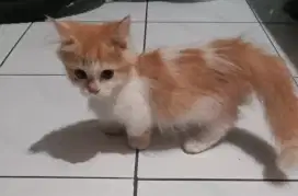 Kucingg kitten munckhin