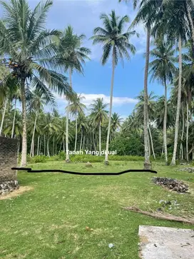 Dijual tanah Tanjung setia, Krui
