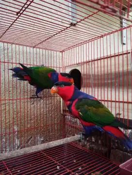 Burung p4pu4 sepasang siap produksi