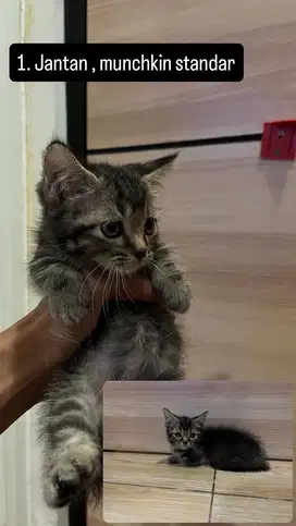 adopsi kitten munchkin (2.5bulan) + indukannya