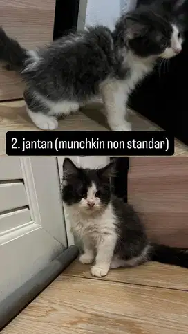 adopsi kitten persia /munchkin minuet non standar  + indukannya