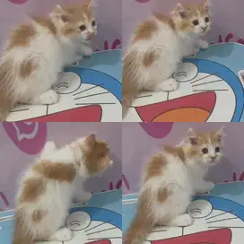 Kucing Munchkin ns